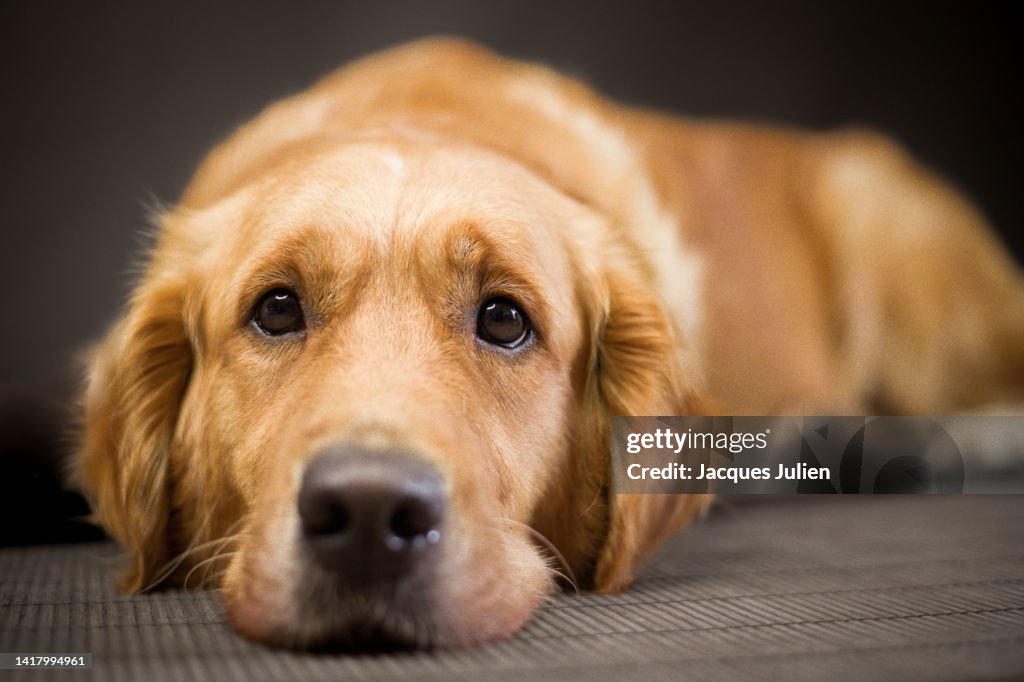 Golden Retriever looking sad