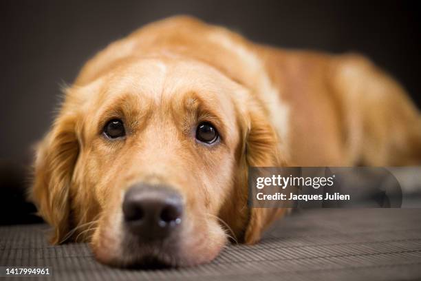 golden retriever looking sad - cão imagens e fotografias de stock