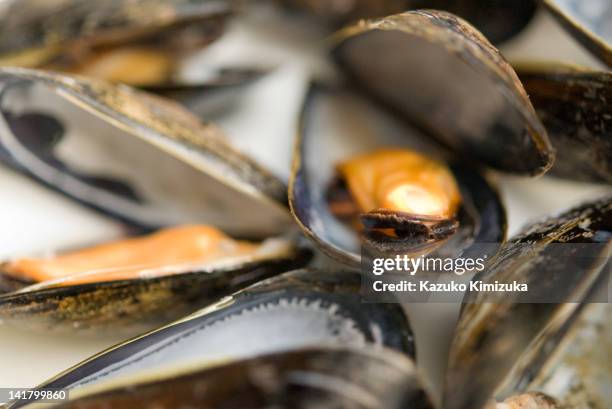 mussels - kazuko kimizuka stock pictures, royalty-free photos & images