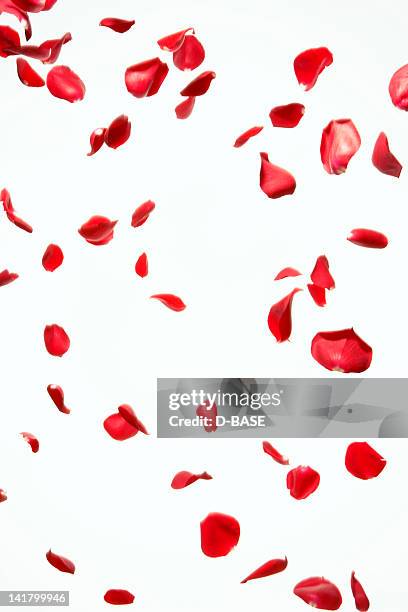 petal of red rose where it dances freely - rose petals stock-fotos und bilder