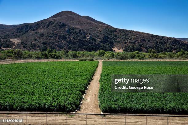 One of the largest outdoor legal marijuana grow operations in Santa Barbara County is in full view from heavily traveled Highway 246 on August 23...