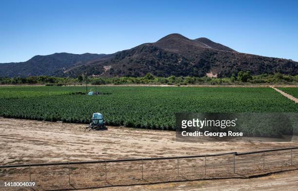 One of the largest outdoor legal marijuana grow operations in Santa Barbara County is in full view from heavily traveled Highway 246 on August 23...