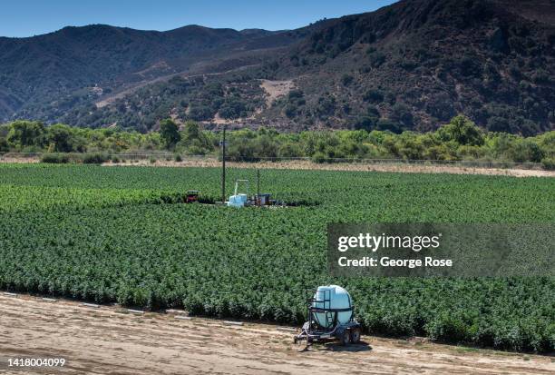 One of the largest outdoor legal marijuana grow operations in Santa Barbara County is in full view from heavily traveled Highway 246 on August 23...