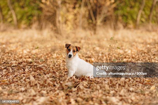 portrait of terrier sitting on field,ukraine - jack russel photos et images de collection