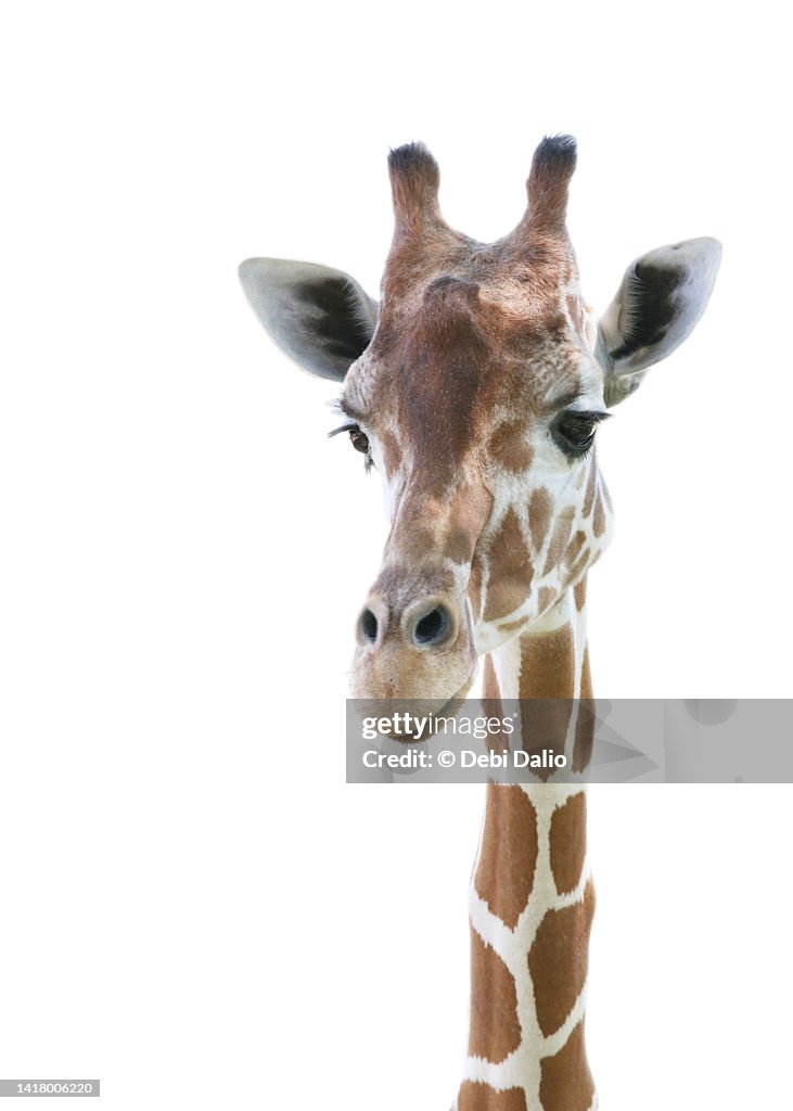 Giraffe Head and Neck Front View on White