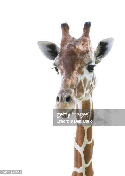 giraffe head and neck front view on white - giraffe stock-fotos und bilder