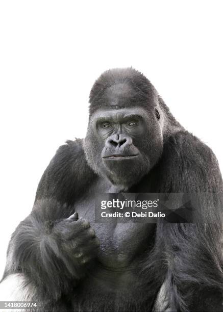 happy male gorilla on white background - ゴリラ ストックフォトと画像