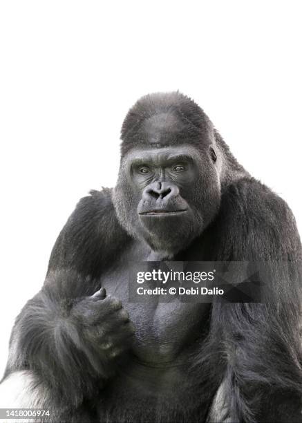 happy male gorilla on white background - gorilla stock pictures, royalty-free photos & images
