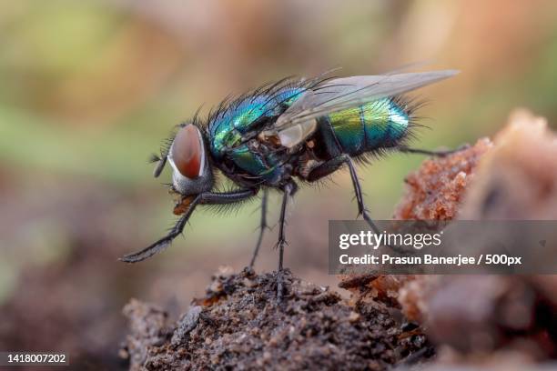 close-up of fly on rock - house fly stock pictures, royalty-free photos & images