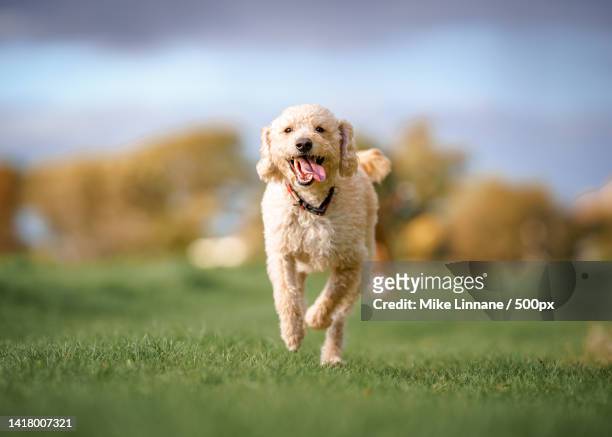 portrait of labradoodle running on field,manchester,united kingdom,uk - labradoodle stock pictures, royalty-free photos & images