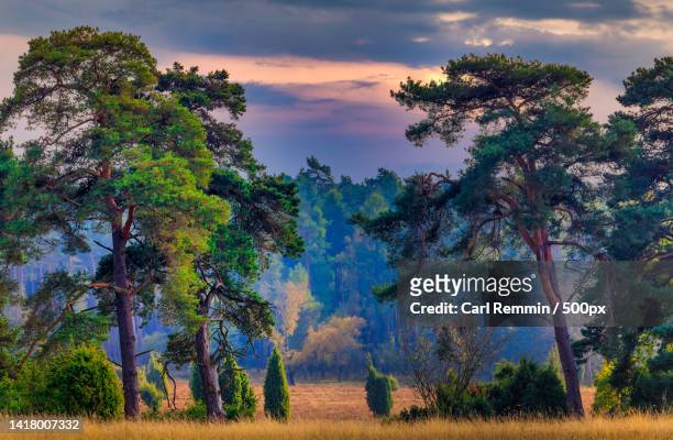 trees on field against sky during sunset,germany - lunebourg photos et images de collection