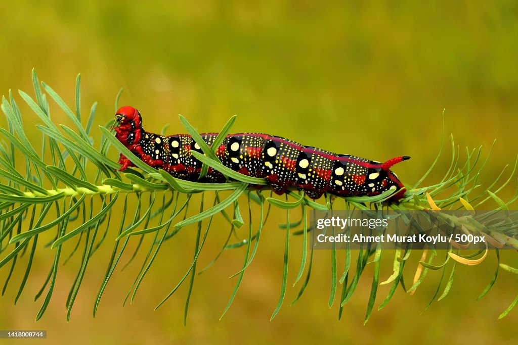 Closeup Of Insect On Plant Turkey High-Res Stock Photo - Getty Images