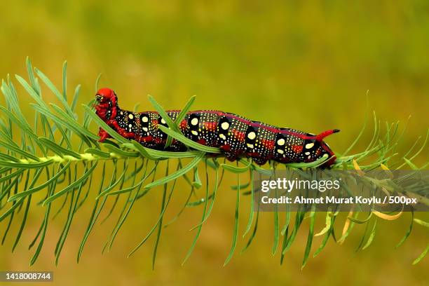 Turkey Flying Insects Closeup Of Insect On Plant Turkey High-Res Stock Photo - Getty Images