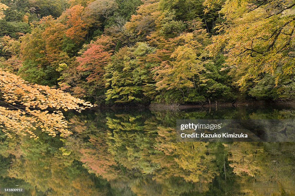 Foliage at Jyuniko