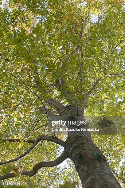 beech tree - kazuko kimizuka fotografías e imágenes de stock