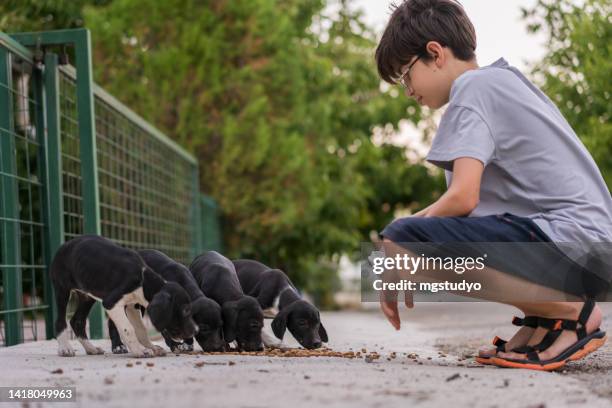 young boy feeding homeless puppies on the street - stray animal 個照片及圖片檔