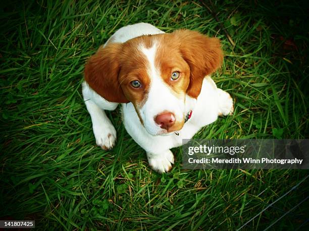 brittany spaniel puppy - brittany spaniel stock pictures, royalty-free photos & images