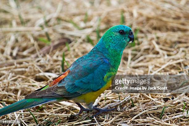 male red rumped parrot - gunnedah stock pictures, royalty-free photos & images
