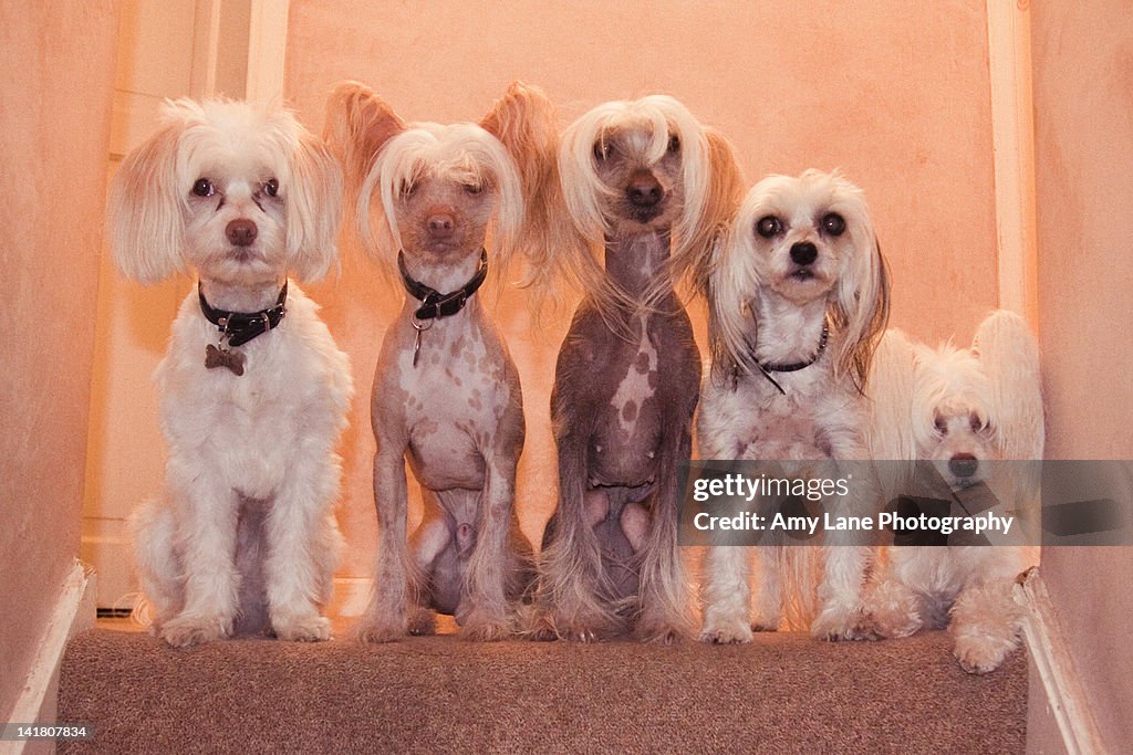 Five Chinese crested dogs