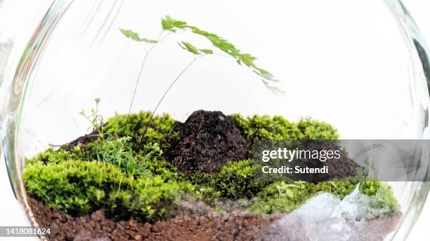 terrarium - terrarium fotografías e imágenes de stock