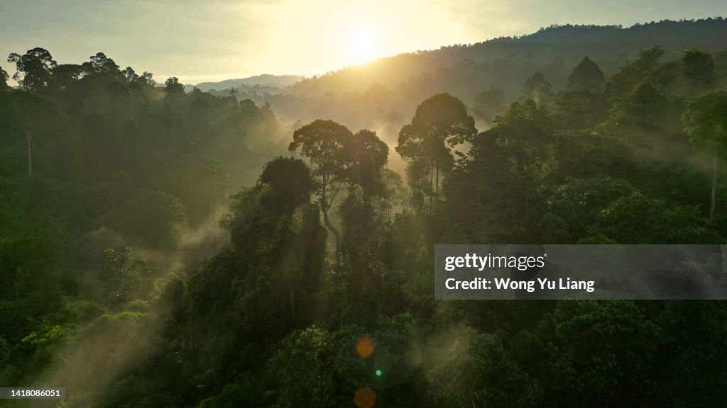 Foggy morning at rainforest