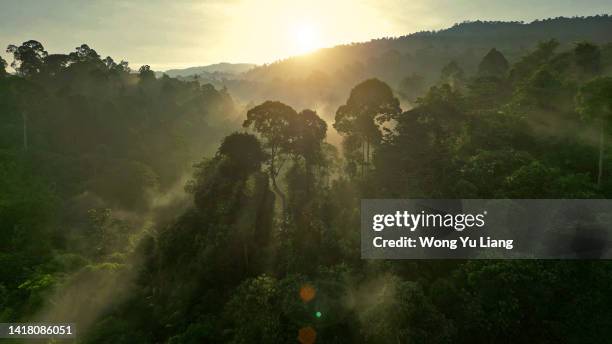 foggy morning at rainforest - forest imagens e fotografias de stock