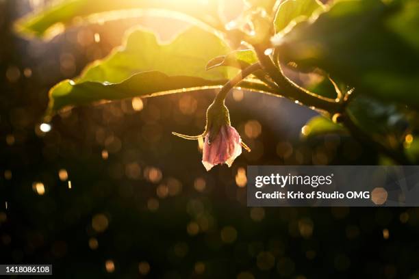 close-up view of eggplant flower in sunlight after the rain - morning dew flower garden stock-fotos und bilder