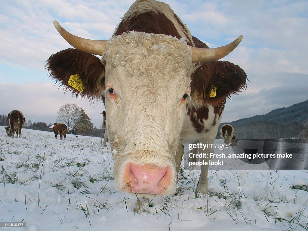Young cow in snow - staring