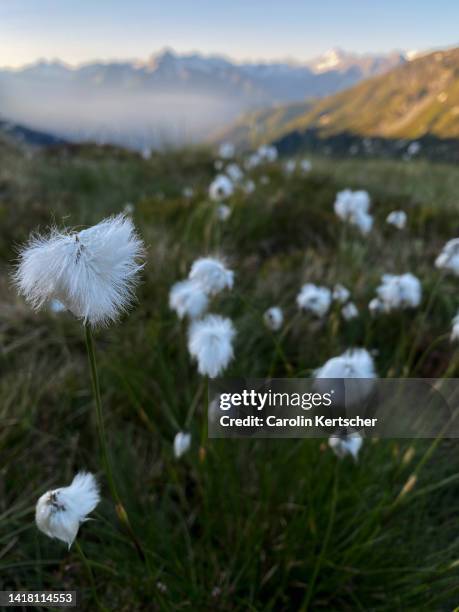 green alpine pastures in the tux alps in summer | tyrol, austria - zillertal stock-fotos und bilder