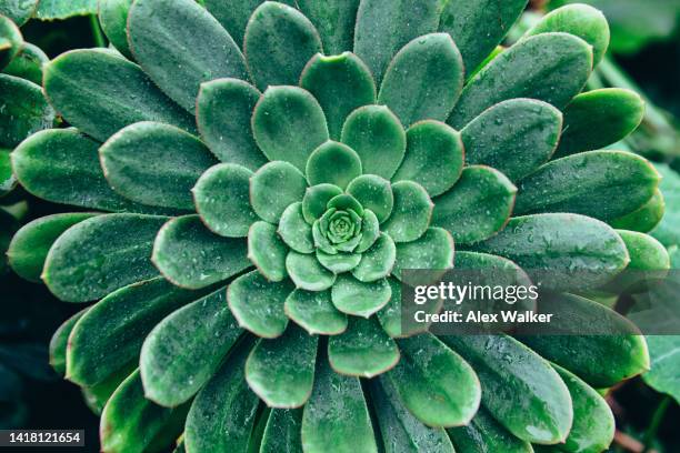 echeveria apus succulent plant - symmetry stock pictures, royalty-free photos & images