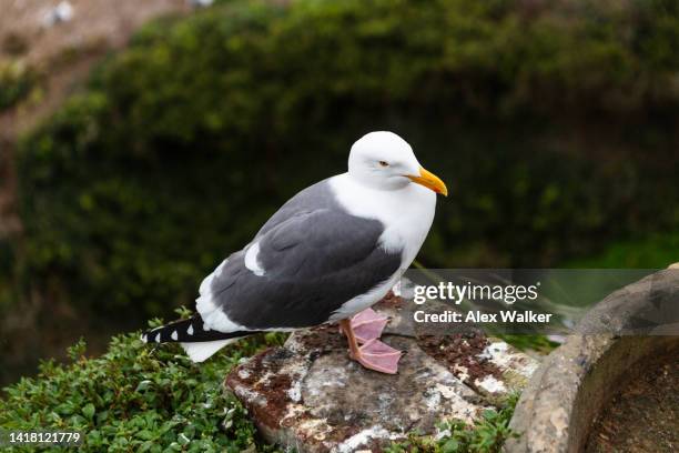 great black-backed gull - webbed foot stock pictures, royalty-free photos & images