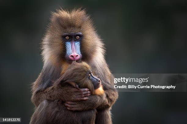 mother baboon cuddling baby - female baboon stock pictures, royalty-free photos & images