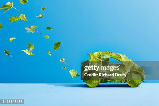 A car made of leaves emitting an exhaust trail of leaves A car made of leaves emitting an exhaust trail of leaves