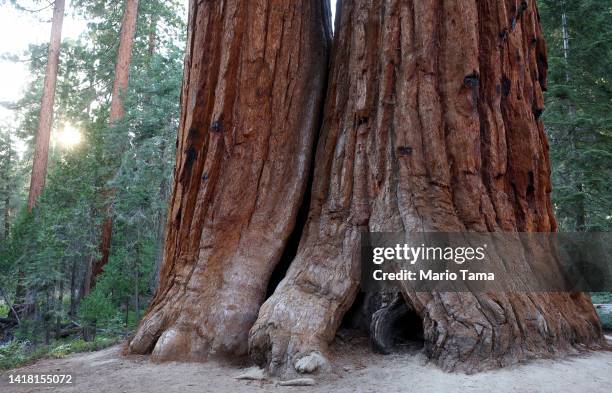 Two giant sequoia trees, which are estimated to be about 1,800 years old, stand with old burn marks visible along the Trail of 100 Giants on August...