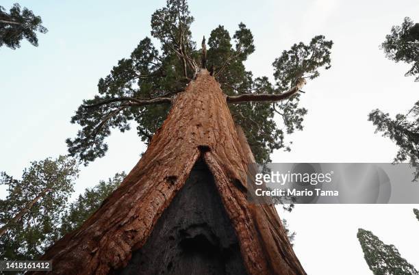 Giant sequoia tree stands along the Trail of 100 Giants, with an old burn scar visible at bottom, on August 25, 2022 in Sequoia National Forest,...