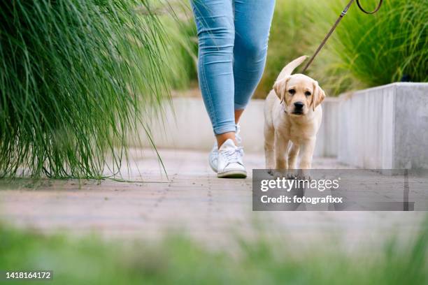 hundespaziergang: niedlicher labrador welpe geht zu fuß spazieren - pet leash stock-fotos und bilder