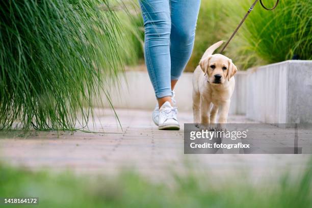 dog walk: cute labrador puppy walks by feet - puppies stock pictures, royalty-free photos & images