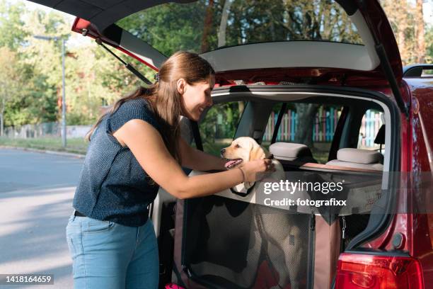 frau stellt sich vor labrador-welpe der reisebox - dog in car stock-fotos und bilder