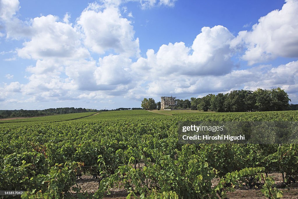 Bordeaux vineyards, Chateau Laessan, Medoc, Girode, France