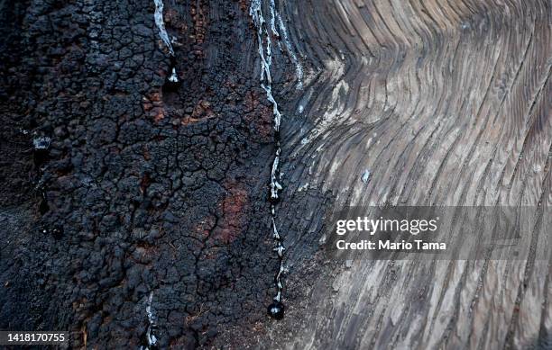 An old burn scar is visible on a giant sequoia tree along the Trail of 100 Giants on August 25, 2022 in Sequoia National Forest, California....