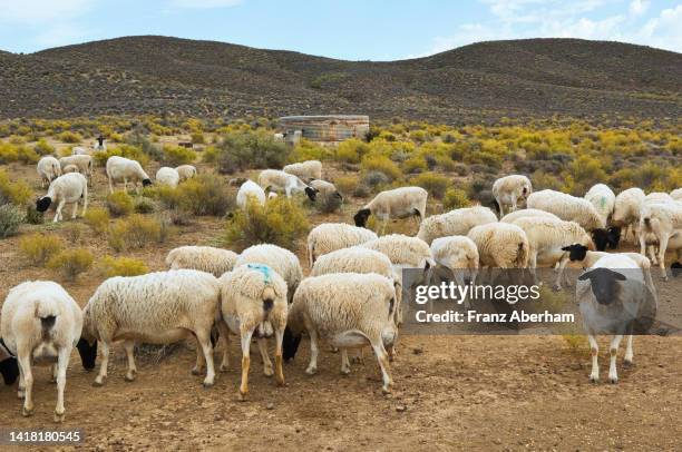 karakul sheep farming in the great karoo, south africa - karoo - fotografias e filmes do acervo