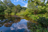 Lake among old trees at the Arnold Arboretum of Harvard University in Boston, MA