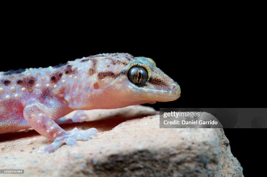 Macrophotography of pink Salamanquesa, Hemidactylus turcicus, wildlife