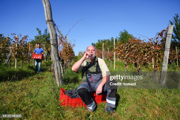 tasting wine in vineyard - after work drinks stockfoto's en -beelden