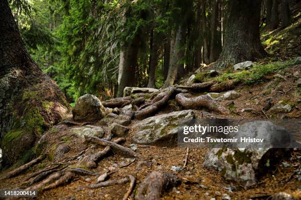 Alpine Tree Roots 490 Plant Root System Stock Photos, High-Res Pictures, and Images ...