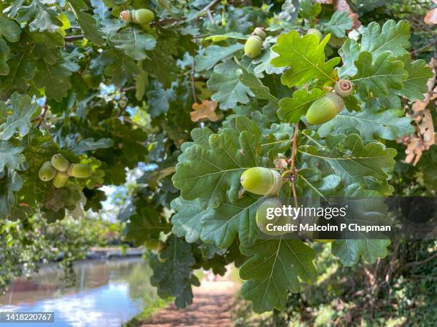 acorns, oak tree by grand union canal, hayes, london - oak leaf stock pictures, royalty-free photos & images