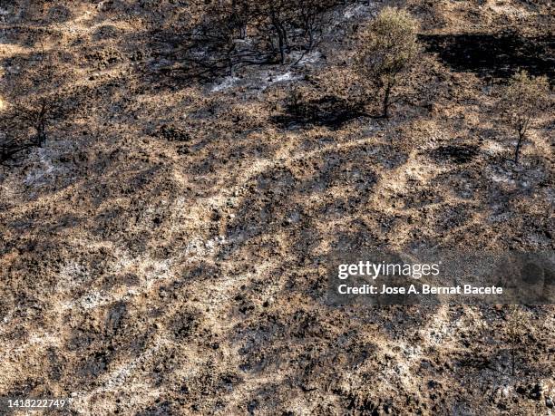 soil of a mediterranean forest in the mountains completely burned by a forest fire. - mountian fire fotografías e imágenes de stock