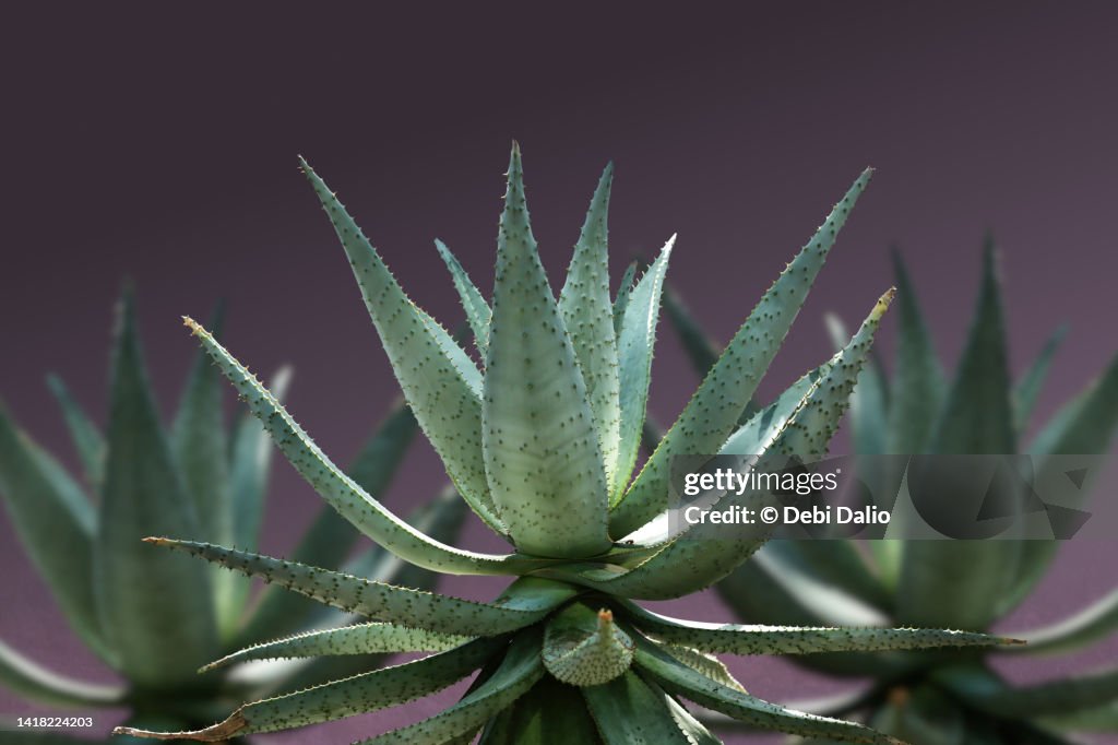 Aloe Vera Plant Portrait