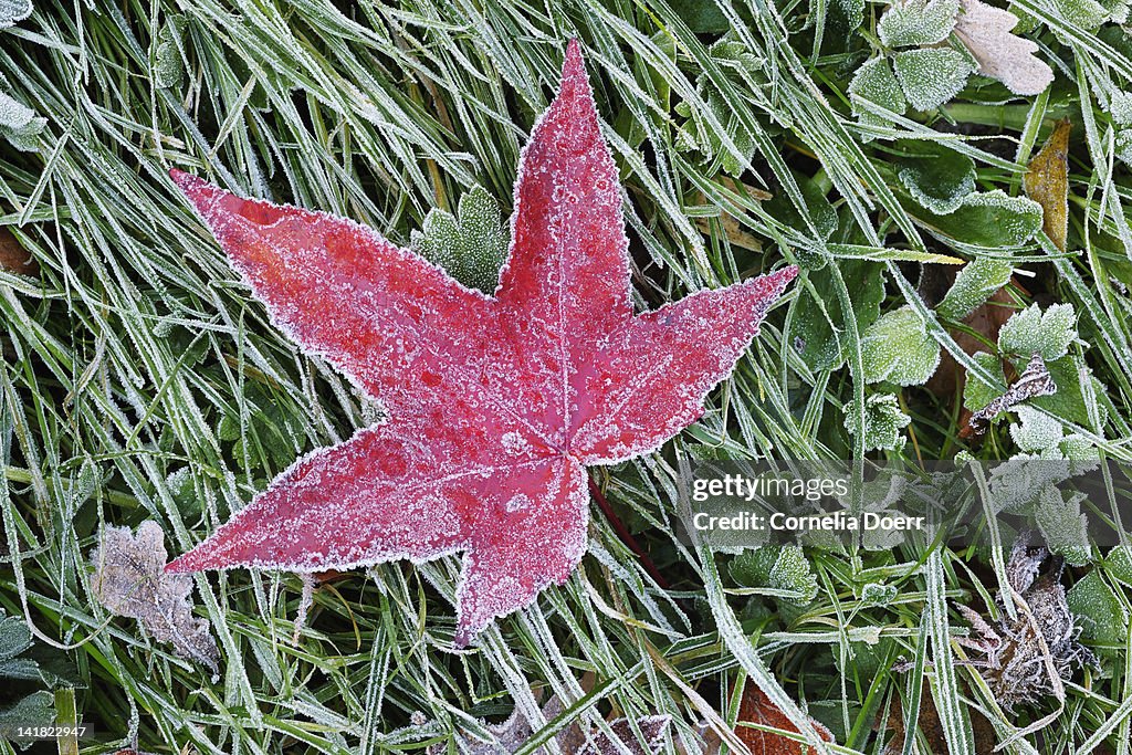 Red maple leaf on frosted grass