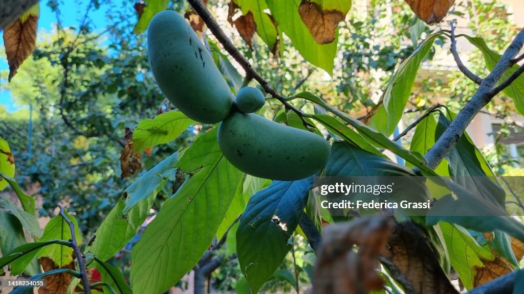 Pawpaw Tree, Asimina Triloba Fruits